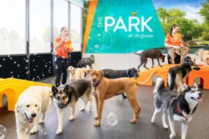 Dogtopia of Tysons Corner