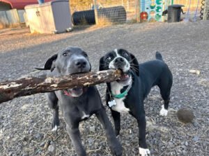 Happy Hounds Doggie Day Care, LLC