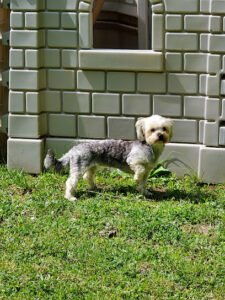 Pet sitting, Boarding & daycare Parker Enterprises