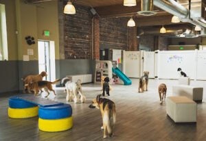BoneYard Dog Daycare & Boarding