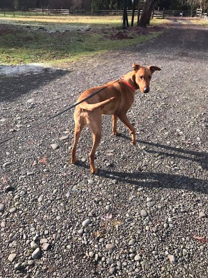 Country Pups Lodging