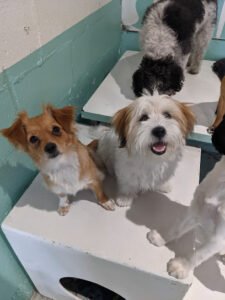 Little Dog Garden