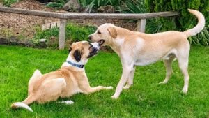Ellensburg Pet Lodge