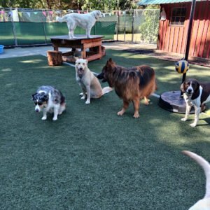 Pyr Hope Farm