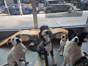 Club Dogfish