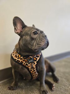 Wiggle Waggles Doggy Daycare