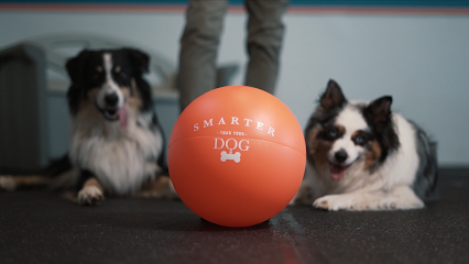 Smarter than your Dog STYD
