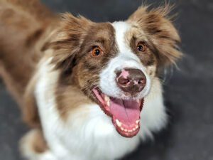 Seattle Canine Club