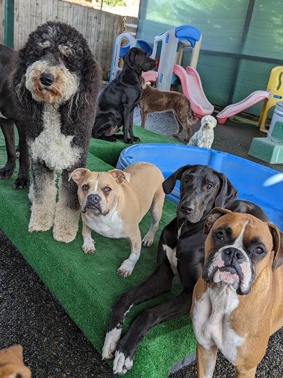 Lucky Dog Daycare