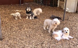 West Seattle Dog House Daycare