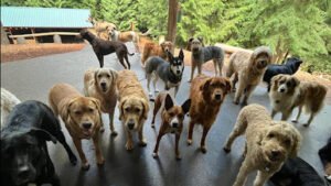 Camp Happy Paws