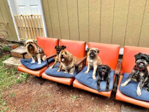 Jake N Friends – Small Dog Daycare & Off-Leash Adventures