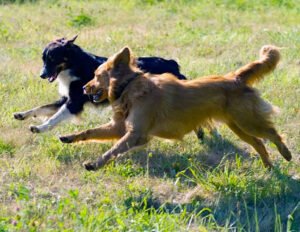 Hobodog Haven Cage Free Dog Boarding