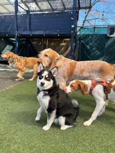 Pups-A-Daisy
