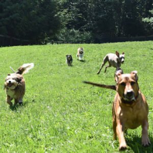 Dog Works Ranch, LLC