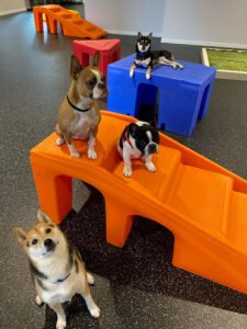Dogtopia of Harbor Steps