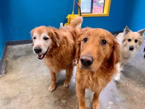 Top Dog Daycare