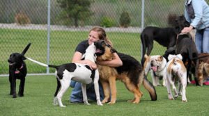 K9 Country Club Pet Center