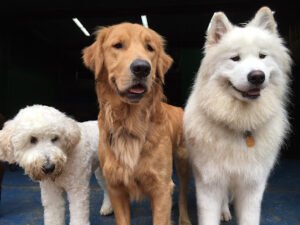 The Dog Resort Sodo