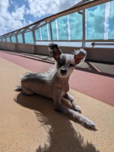 Cruising Internationally with your Service Pet Made Simple