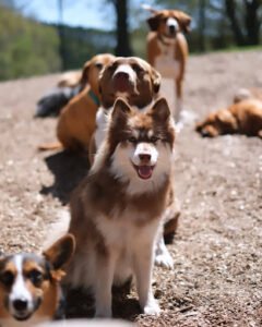 Chippewa Paws Unleashed