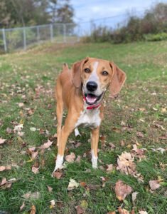 Greta’s Play & Stay, LLC