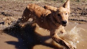 Loyal Dog Boarding and Day Care
