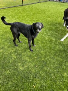 Castle Rock Kennels