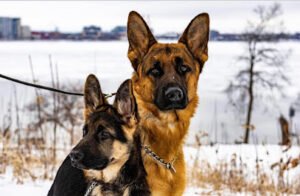 Sparr Kennel