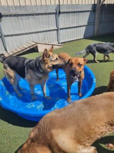 Playtime Doggy Daycare II