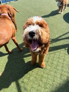 Playtime Doggy Daycare