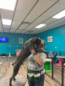 K9 Wonderland
