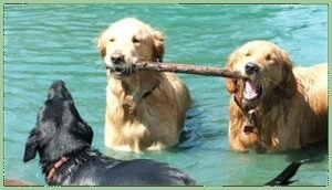 Fetch Fraternity Doggy Daycare