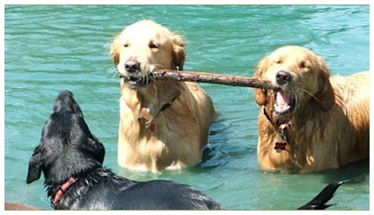 Fetch Fraternity Doggy Daycare