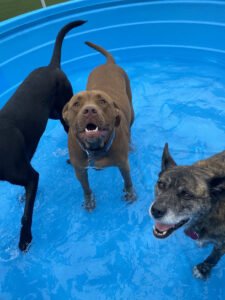 The Woof On Durand Dog Daycare & Boarding