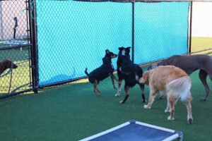 Bark Away Doggie Daycare