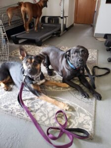 Fido Fitness Doggie Daycare