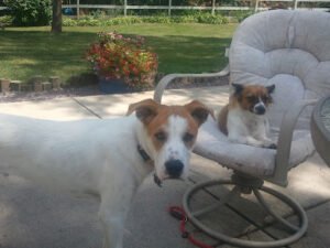 Country Canine Camp