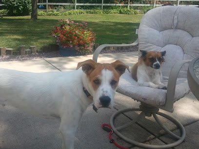 Country Canine Camp