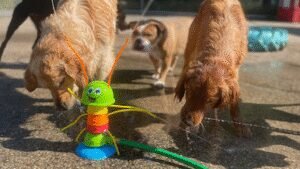 Charming Paws – West Bend