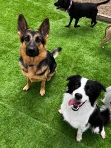 School of Bark Muskego Doggy Day Care