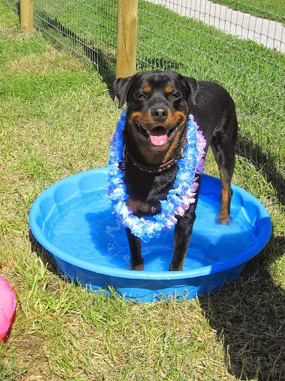 Red Ruff Inn – Doggie Daycare, Pet Hotel, Grooming & Training