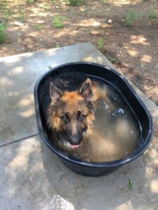 Elite Pet Services LLC