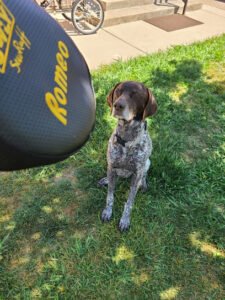 Romeo & Friends Dog Walking & Pet Sitting