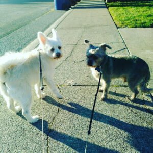Dusty Paws Dog Walking