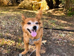 Barkybarns Pet Services