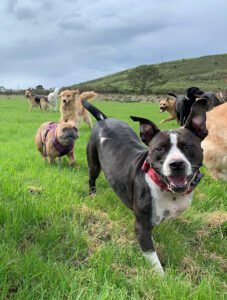 Paws Dog Camp