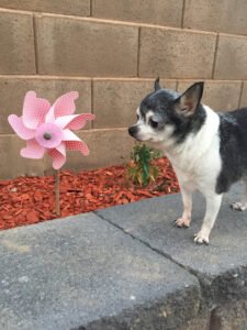 Laguna West Pet Pals
