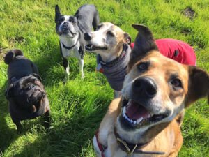 Doggy Lama Pet Care