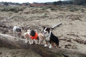 S.F. Dog Walking Excursions